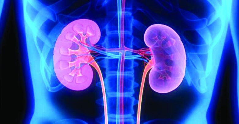 هرمون مسؤول عن ضعف كلى الرجال