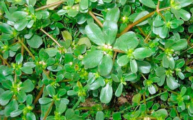 أقوى من إبرة الانسولين .. نبتة ربانية بسعر التراب تخفض السكر التراكمي خلال دقائق