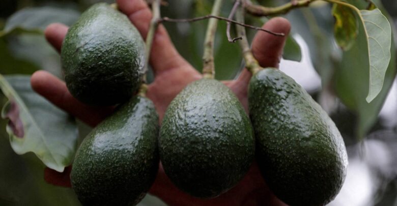 ما الفوائد الصحية للأفوكادو؟
