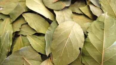 ورق الغار مع النعناع.. معجزة ربانية للقضاء على الكرش ودهون البطن وشد الترهلات خلال أسبوع فقط !